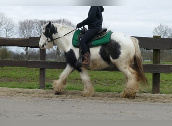 Cob Irlandese / Tinker / Gypsy Vanner, Castrone, 8 Anni, 131 cm, Pezzato