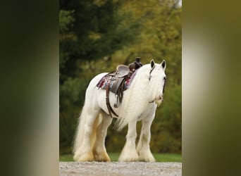 Cob Irlandese / Tinker / Gypsy Vanner, Castrone, 8 Anni, 132 cm, Bianco