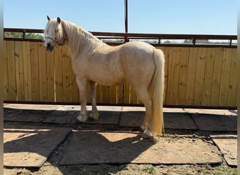 Cob Irlandese / Tinker / Gypsy Vanner Mix, Castrone, 8 Anni, 132 cm, Palomino