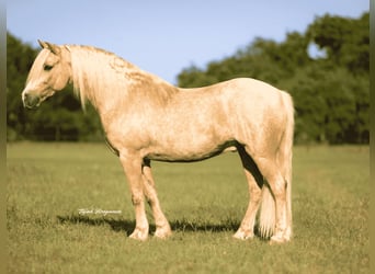 Cob Irlandese / Tinker / Gypsy Vanner Mix, Castrone, 8 Anni, 132 cm, Palomino