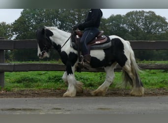 Cob Irlandese / Tinker / Gypsy Vanner, Castrone, 8 Anni, 132 cm, Pezzato