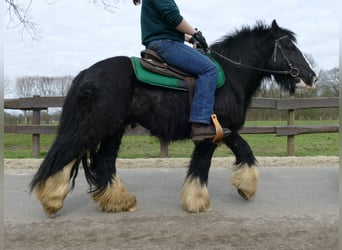 Cob Irlandese / Tinker / Gypsy Vanner, Castrone, 8 Anni, 134 cm, Morello