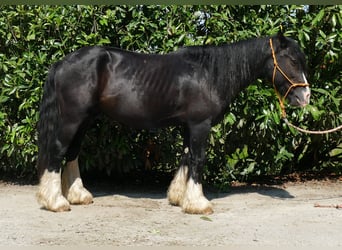 Cob Irlandese / Tinker / Gypsy Vanner, Castrone, 8 Anni, 139 cm, Morello