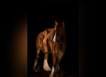 Cob Irlandese / Tinker / Gypsy Vanner, Castrone, 8 Anni, 142 cm, Baio ciliegia