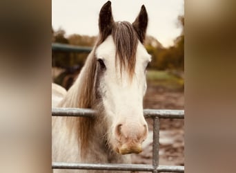 Cob Irlandese / Tinker / Gypsy Vanner, Castrone, 8 Anni, 145 cm, Roano blu