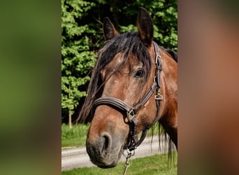 Cob Irlandese / Tinker / Gypsy Vanner, Castrone, 8 Anni, 147 cm, Baio ciliegia