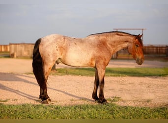 Cob Irlandese / Tinker / Gypsy Vanner, Castrone, 8 Anni, 150 cm, Baio roano