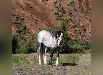 Cob Irlandese / Tinker / Gypsy Vanner, Castrone, 8 Anni, 152 cm, Grigio pezzato