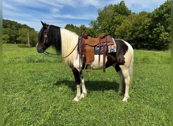 Cob Irlandese / Tinker / Gypsy Vanner, Castrone, 8 Anni, 157 cm, Tobiano-tutti i colori