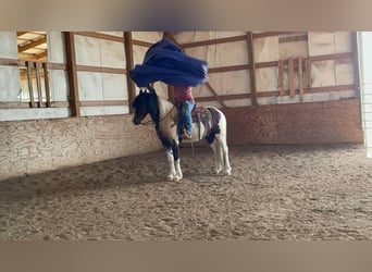 Cob Irlandese / Tinker / Gypsy Vanner, Castrone, 8 Anni, 157 cm, Tobiano-tutti i colori