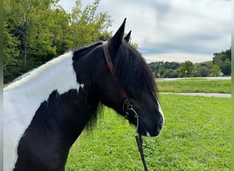Cob Irlandese / Tinker / Gypsy Vanner, Castrone, 8 Anni, 157 cm, Tobiano-tutti i colori