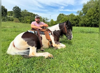 Cob Irlandese / Tinker / Gypsy Vanner, Castrone, 8 Anni, 157 cm, Tobiano-tutti i colori