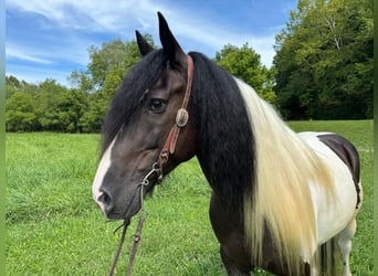 Cob Irlandese / Tinker / Gypsy Vanner, Castrone, 8 Anni, 157 cm, Tobiano-tutti i colori