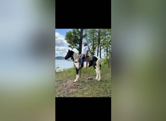 Cob Irlandese / Tinker / Gypsy Vanner, Castrone, 8 Anni, 157 cm, Tobiano-tutti i colori
