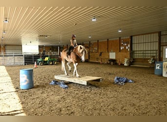 Cob Irlandese / Tinker / Gypsy Vanner, Castrone, 8 Anni, 163 cm, Tobiano-tutti i colori