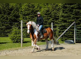 Cob Irlandese / Tinker / Gypsy Vanner, Castrone, 8 Anni, 163 cm, Tobiano-tutti i colori