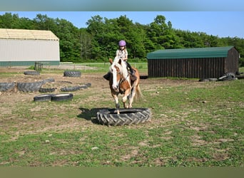 Cob Irlandese / Tinker / Gypsy Vanner, Castrone, 8 Anni, 163 cm, Tobiano-tutti i colori