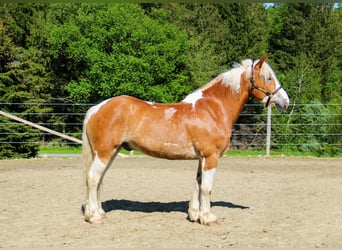 Cob Irlandese / Tinker / Gypsy Vanner, Castrone, 8 Anni, 163 cm, Tobiano-tutti i colori