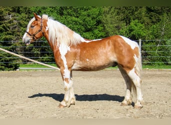 Cob Irlandese / Tinker / Gypsy Vanner, Castrone, 8 Anni, 163 cm, Tobiano-tutti i colori