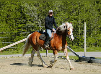 Cob Irlandese / Tinker / Gypsy Vanner, Castrone, 8 Anni, 163 cm, Tobiano-tutti i colori