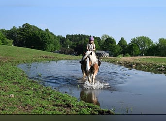 Cob Irlandese / Tinker / Gypsy Vanner, Castrone, 8 Anni, 163 cm, Tobiano-tutti i colori