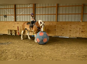 Cob Irlandese / Tinker / Gypsy Vanner, Castrone, 8 Anni, 163 cm, Tobiano-tutti i colori