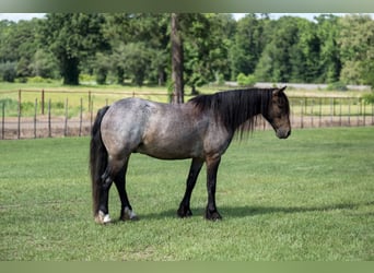 Cob Irlandese / Tinker / Gypsy Vanner Mix, Castrone, 8 Anni, Baio roano