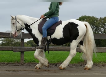 Cob Irlandese / Tinker / Gypsy Vanner, Castrone, 9 Anni, 128 cm, Pezzato