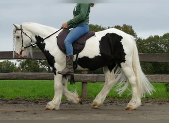 Cob Irlandese / Tinker / Gypsy Vanner, Castrone, 9 Anni, 128 cm, Pezzato