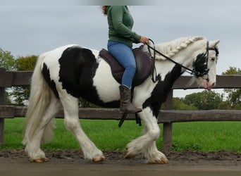 Cob Irlandese / Tinker / Gypsy Vanner, Castrone, 9 Anni, 128 cm, Pezzato
