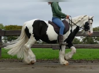 Cob Irlandese / Tinker / Gypsy Vanner, Castrone, 9 Anni, 128 cm, Pezzato