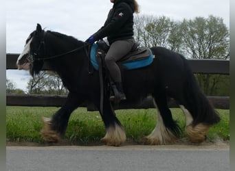 Cob Irlandese / Tinker / Gypsy Vanner, Castrone, 9 Anni, 134 cm, Morello