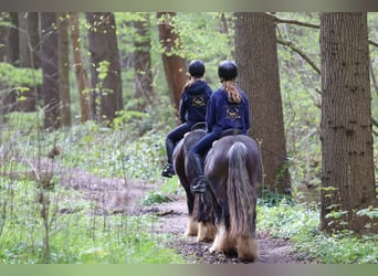 Cob Irlandese / Tinker / Gypsy Vanner, Castrone, 9 Anni, 136 cm, Morello