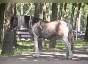 Cob Irlandese / Tinker / Gypsy Vanner Mix, Castrone, 9 Anni, 139 cm, Pezzato