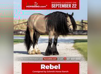 Cob Irlandese / Tinker / Gypsy Vanner, Castrone, 9 Anni, 145 cm, Pelle di daino