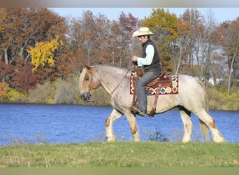 Cob Irlandese / Tinker / Gypsy Vanner Mix, Castrone, 9 Anni, 147 cm, Roano rosso