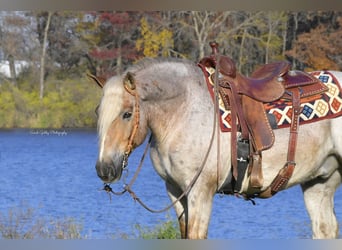 Cob Irlandese / Tinker / Gypsy Vanner Mix, Castrone, 9 Anni, 147 cm, Roano rosso