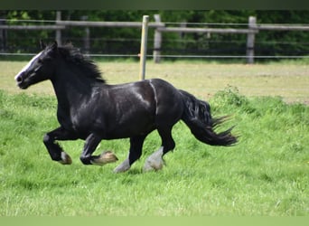 Cob Irlandese / Tinker / Gypsy Vanner, Castrone, 9 Anni, 149 cm, Baio scuro