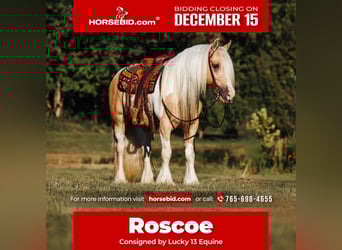 Cob Irlandese / Tinker / Gypsy Vanner, Castrone, 9 Anni, 150 cm, Pezzato