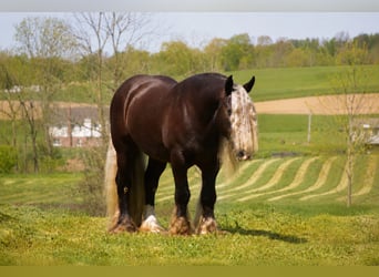 Cob Irlandese / Tinker / Gypsy Vanner, Castrone, 9 Anni, 152 cm
