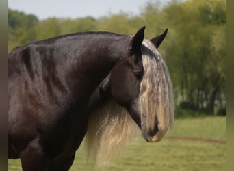 Cob Irlandese / Tinker / Gypsy Vanner, Castrone, 9 Anni, 152 cm