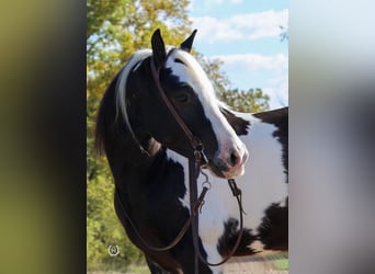 Cob Irlandese / Tinker / Gypsy Vanner, Castrone, 9 Anni, Morello