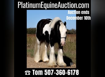 Cob Irlandese / Tinker / Gypsy Vanner, Castrone, 9 Anni, Morello