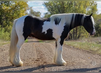 Cob Irlandese / Tinker / Gypsy Vanner, Castrone, 9 Anni, Morello