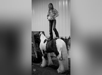 Cob Irlandese / Tinker / Gypsy Vanner, Castrone, 9 Anni, Morello