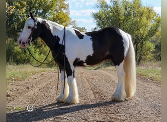 Cob Irlandese / Tinker / Gypsy Vanner, Castrone, 9 Anni, Morello