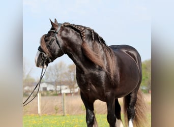 Cob Irlandese / Tinker / Gypsy Vanner, Castrone, 9 Anni