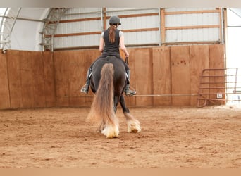 Cob Irlandese / Tinker / Gypsy Vanner, Castrone, 9 Anni