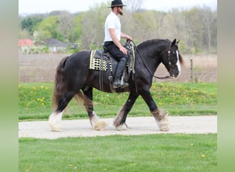 Cob Irlandese / Tinker / Gypsy Vanner, Castrone, 9 Anni