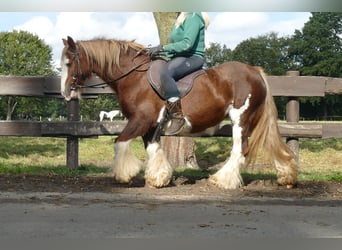Cob Irlandese / Tinker / Gypsy Vanner, Giumenta, 10 Anni, 128 cm, Sauro
